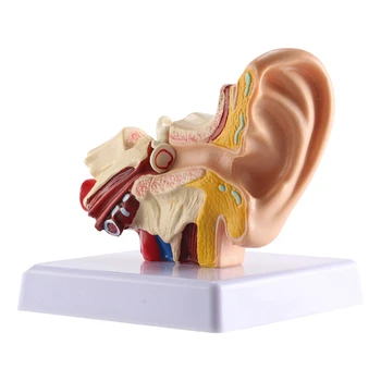 1,5 X Človeško Uho Anatomija Model - Professional Desktop Notranje Uho Struktura Simulacijski Model Za Izobraževanje