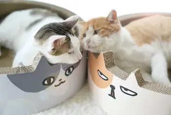 Mačka nič odbor krog gnezdo igrača brušenje mačka nohti