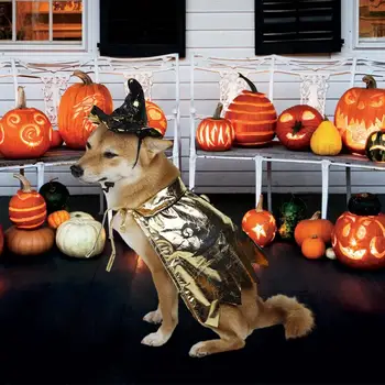 Pet Obleka-up Dodatki Stilsko Pet Čarovnica Cape Čarovnik Klobuk Set za Halloween Dekoracijo Praznične Kostum za Mačke, Pse
