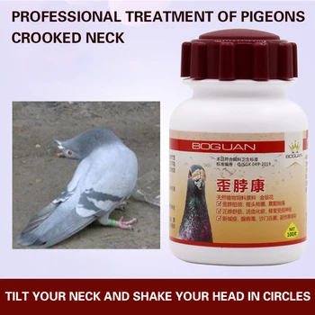 Zlomljen vrat Kang domače golob dirke golob glavo Postrani in krivih vratu golob z atipično golob kuga