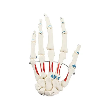 Človeške roke skupni model strani kosti strani okostje palm palm palm skeletne strukture mišice kolorit